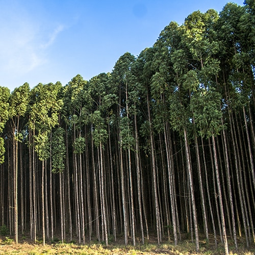 Forest of trees